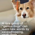 “Scientists Discover Genius Dogs Who Learn by Listening”